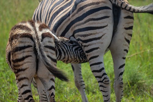 Close-up of Zebras