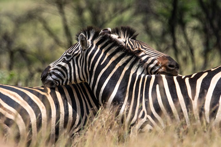 Close-Up Shot Of Zebras 