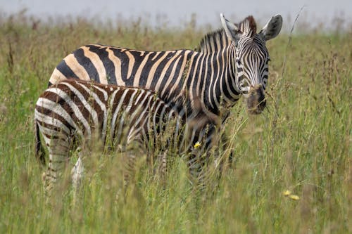 Zebras on Grass Field of Safari
