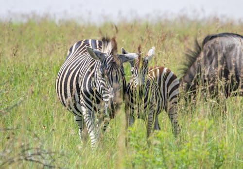 Zebras in a Field