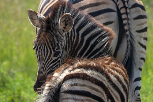 Close-up of Zebras