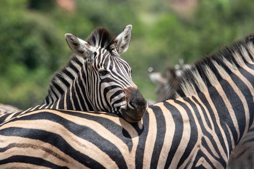 Close-up of Zebras