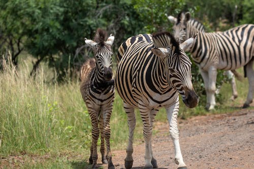 Zebras in a Field