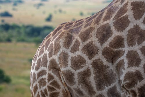 คลังภาพถ่ายฟรี ของ artiodactyla, giraffa, giraffidae