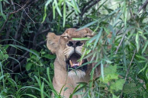 A Brown Lioness in the Bush
