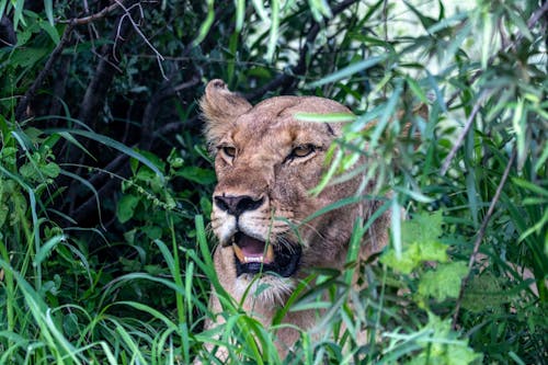 Brown Lioness Hiding in the Bush