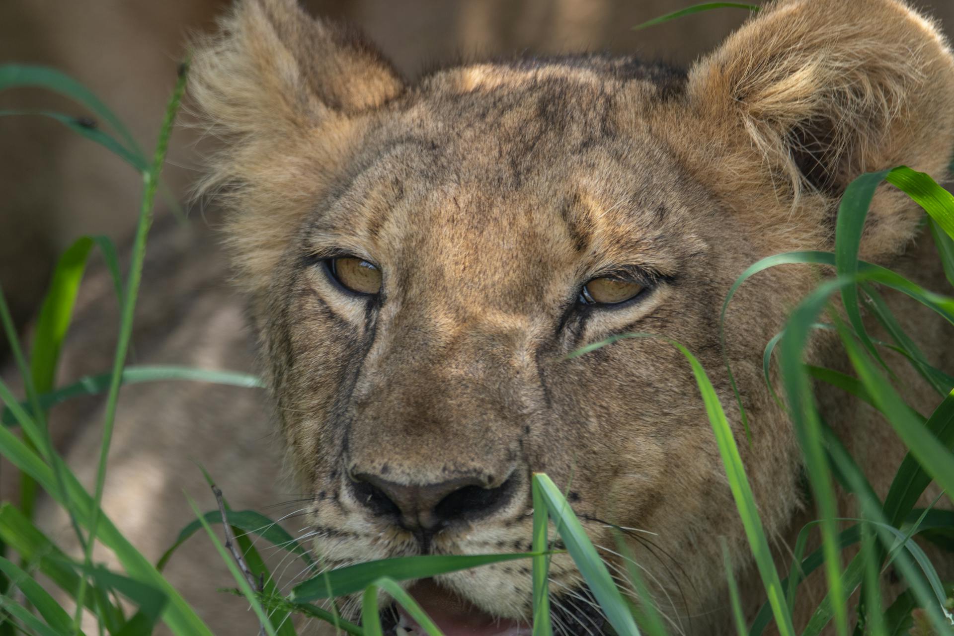 Close-Up Shot of a Lion