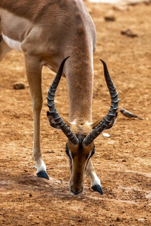 Close-up of an Impala