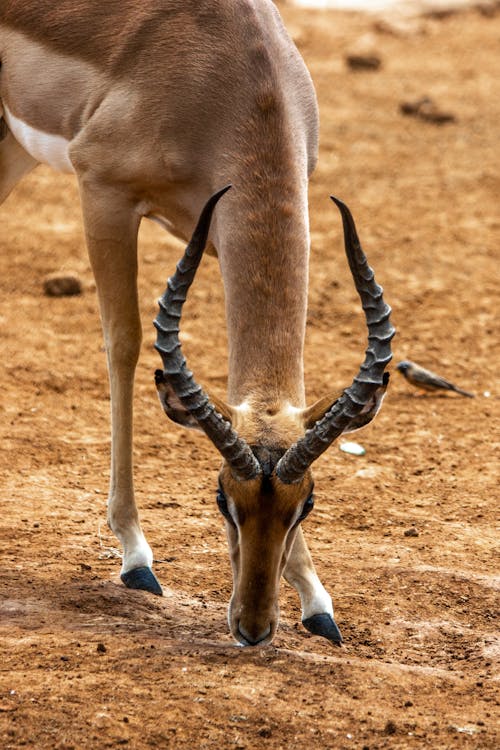 Free Close-up of an Impala Stock Photo