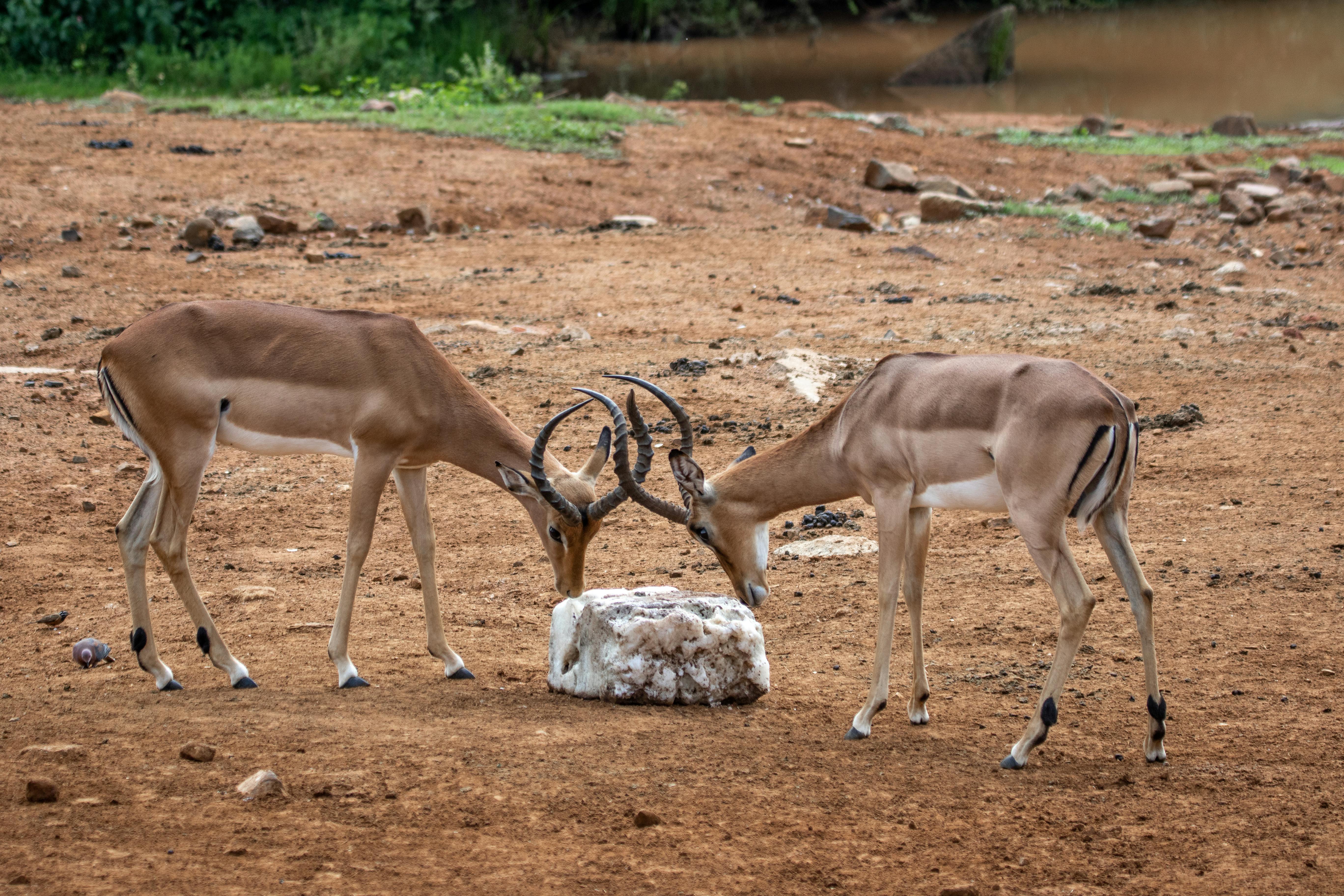 grátis Foto profissional grátis de aepyceros melampus, amável, animais Foto profissional