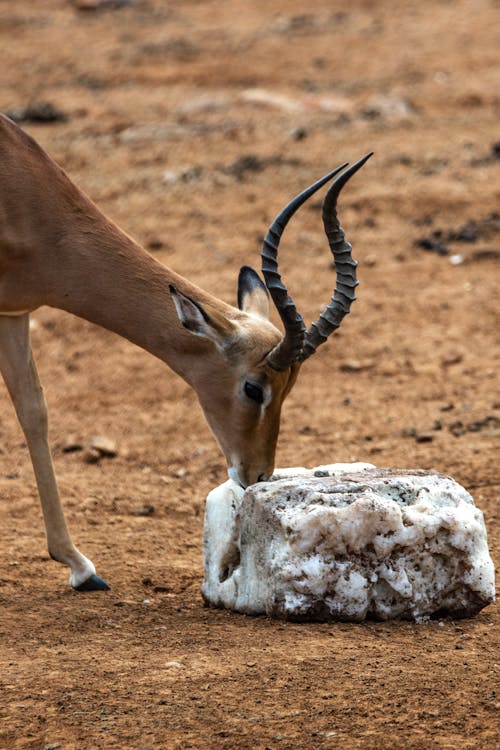 Side View of an Impala