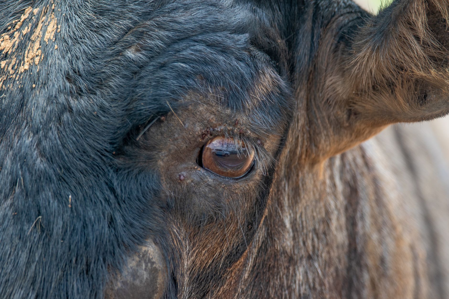 Intimate close-up of a cow's eye showcasing detailed fur texture, perfect for livestock photography.