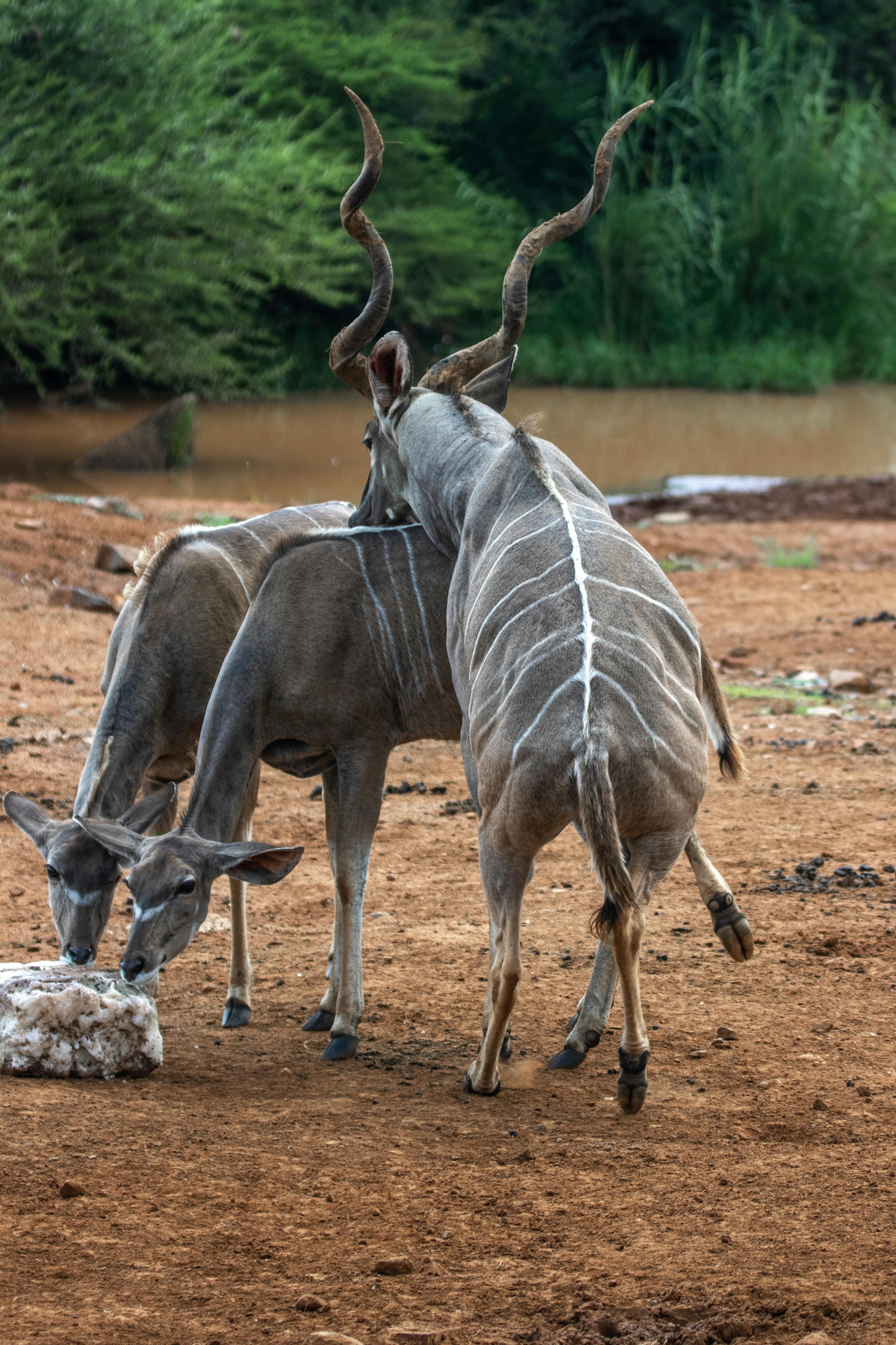 Gratuit Photos gratuites de @extérieur, afrique, animaux à cornes Photos