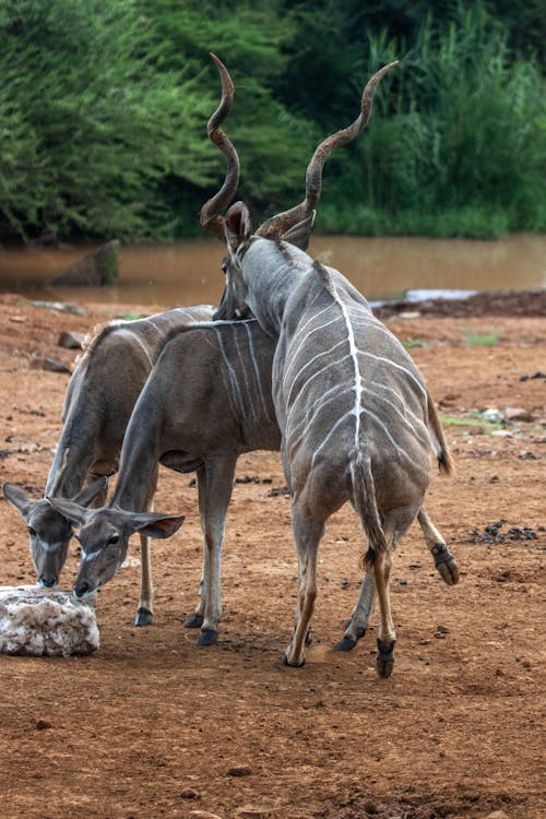 Photo of Three Kudu Antelopes