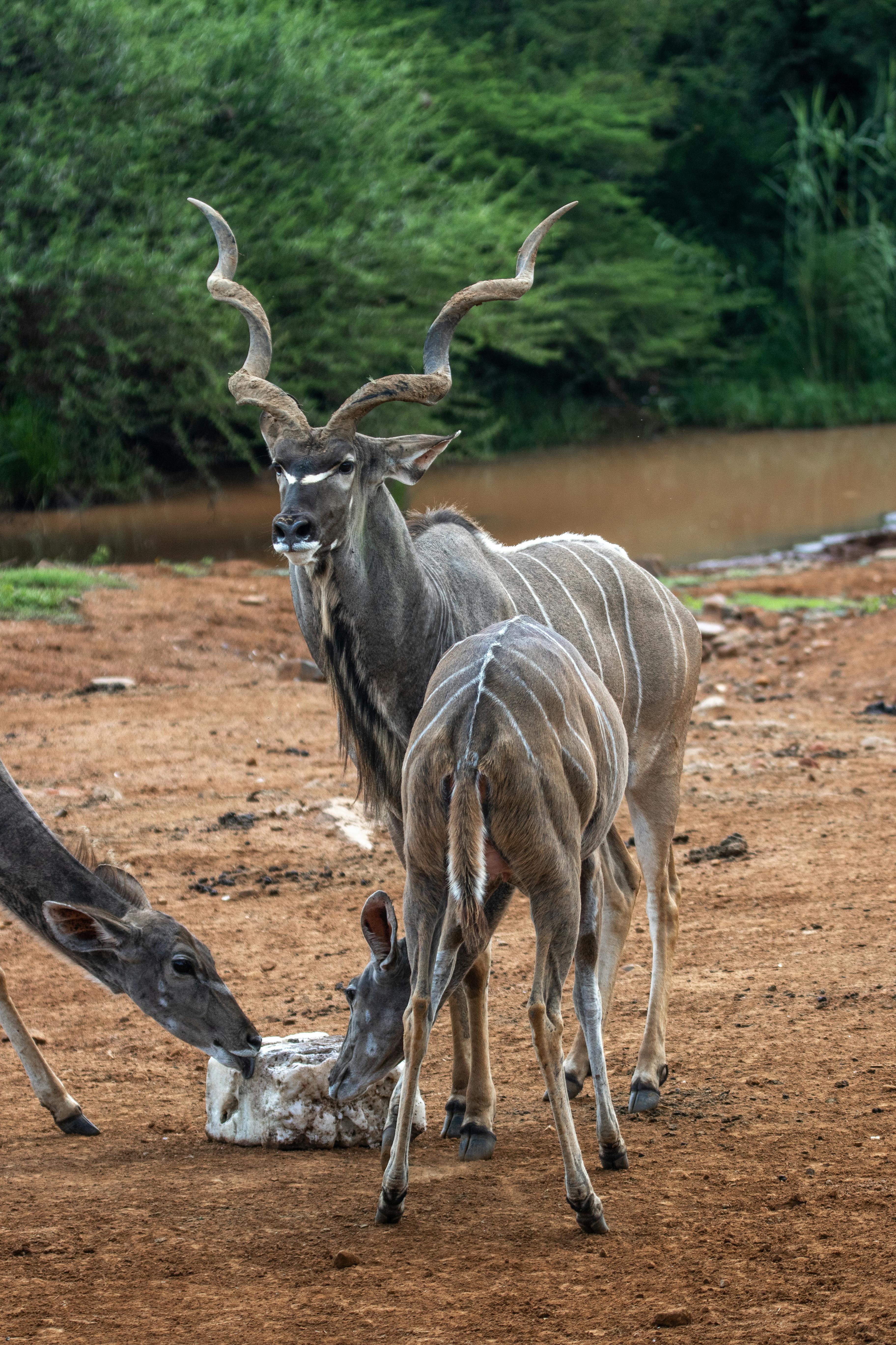 grátis Foto profissional grátis de África, África do Sul, animais Foto profissional