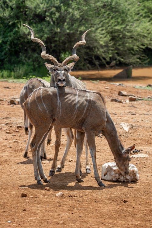 Photo of Kudu Antelopes 