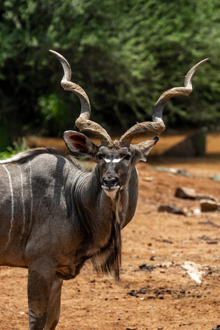 Kudu An Animal With Long Horn Looking Afar