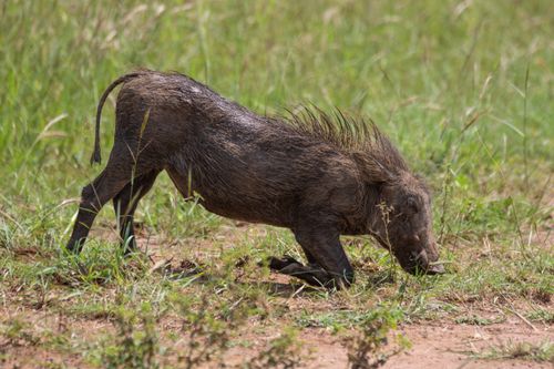 Free A warthog feeding on grass in its natural habitat on the African savanna. Stock Photo