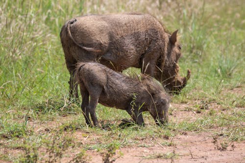 Free Warthogs Grazing in the Savanna Stock Photo