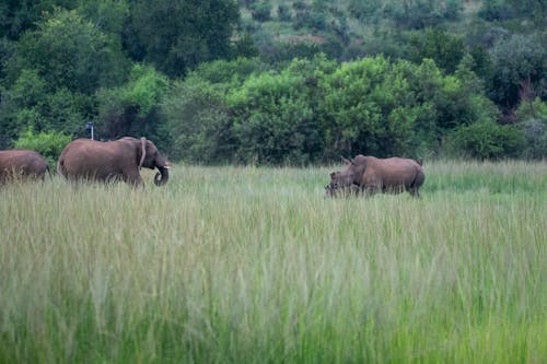 Elephants and Rhinoceros in Grassland