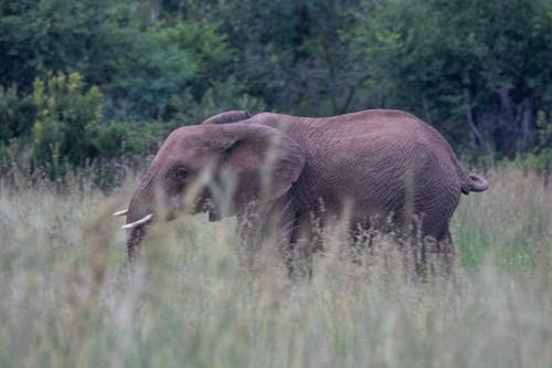 Fotobanka s bezplatnými fotkami na tému cicavec, divočina, fotografie zvierat žijúcich vo voľnej prírode