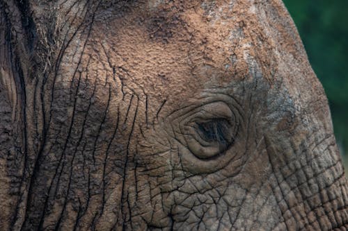 A Close Up Photo of Elephants Eye