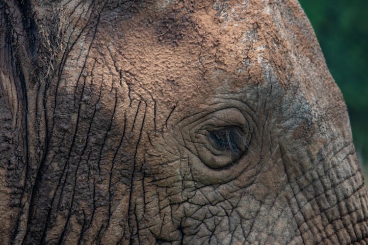 A Close Up Photo Of Elephants Eye