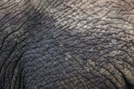 Close-Up Photo of an Elephant's Skin
