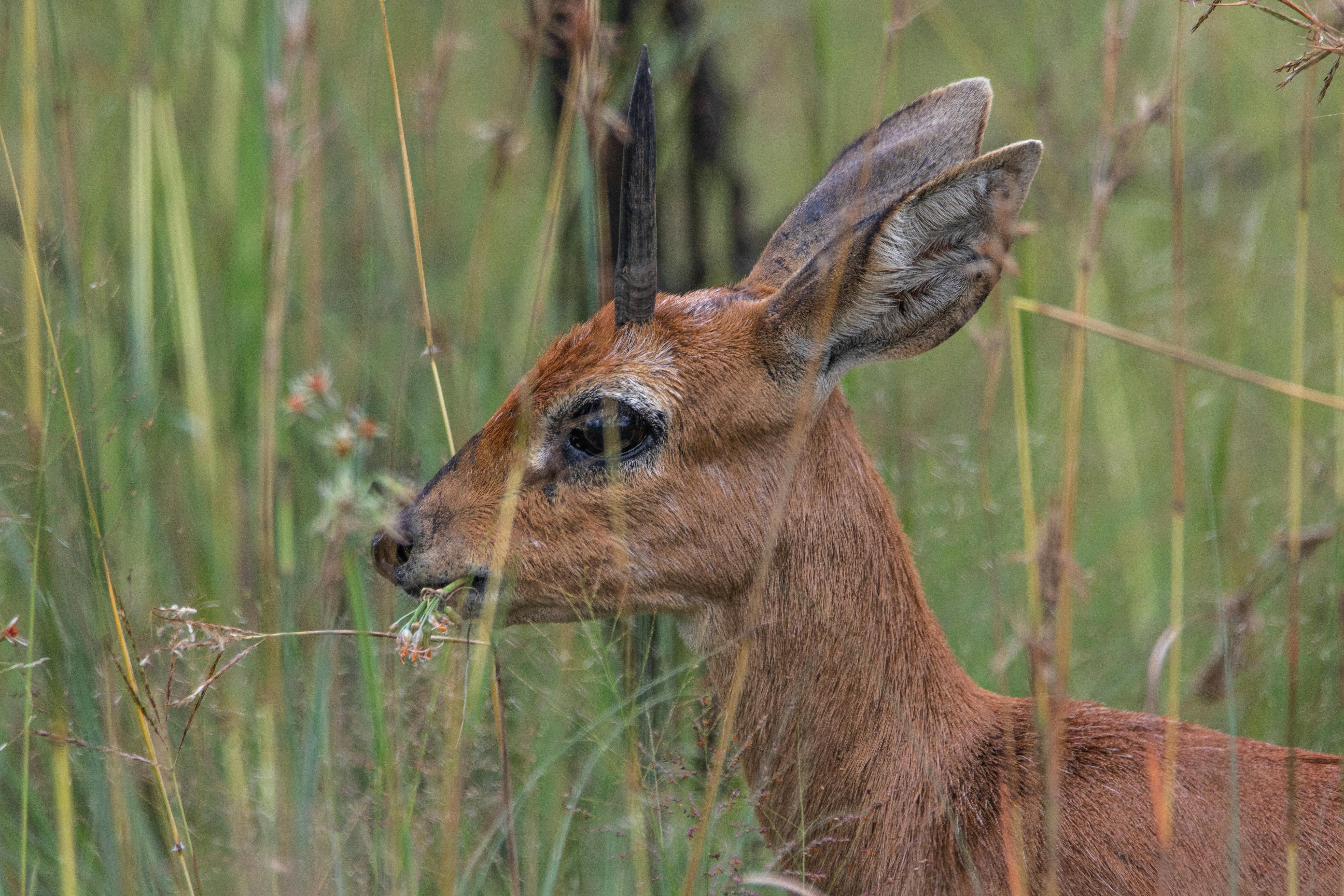 grátis Foto profissional grátis de adobe photoshop lightroom, África, ambiente natural Foto profissional