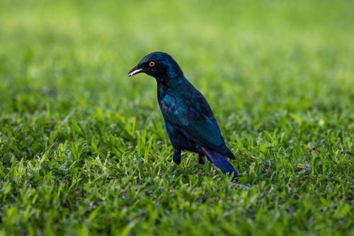 Free Close-up of a bright Cape starling bird standing on lush green grass. Stock Photo