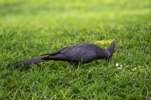 Free Close-up of a Grey Go Away Bird (crinifer concolor) feeding on green grass. Stock Photo