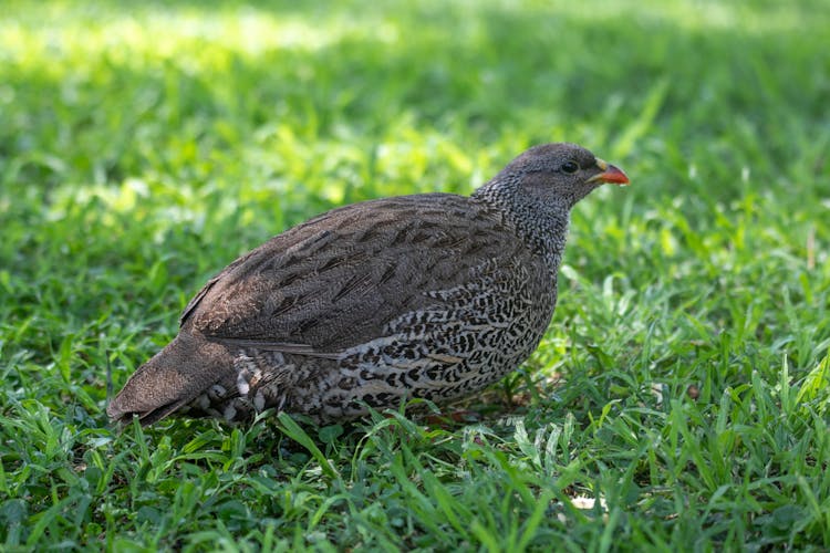 Photo Of A Partridge Bird On Green Grass