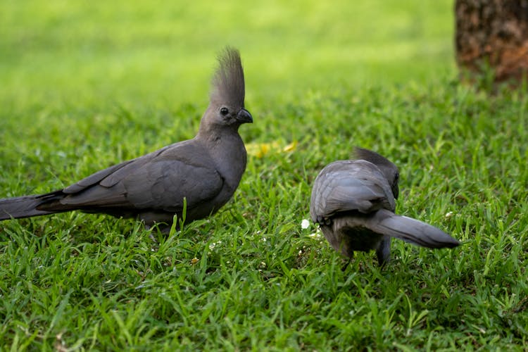 Black Birds On Green Grass