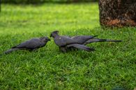 Black Birds on Green Grass
