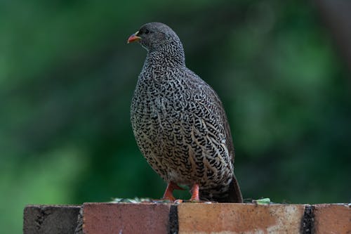 Imagine de stoc gratuită din a închide, animal, aviar