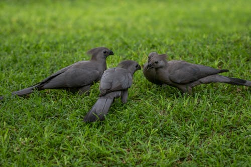 Free Black Birds on Green Grass Stock Photo