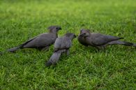 Black Birds on Green Grass