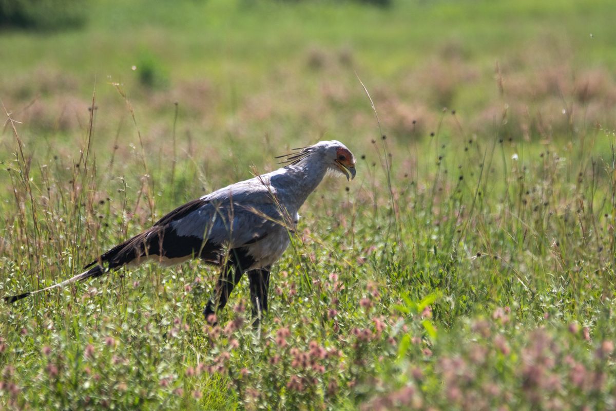 A secretary bird walking through long savanna grass.
