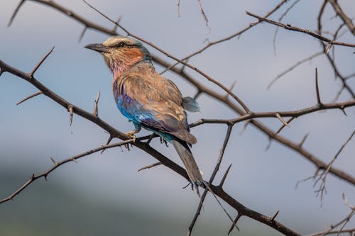 Kostenloses Stock Foto zu coraciidae, dornig, gehockt