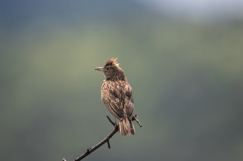 A Lark Perched on a Twig