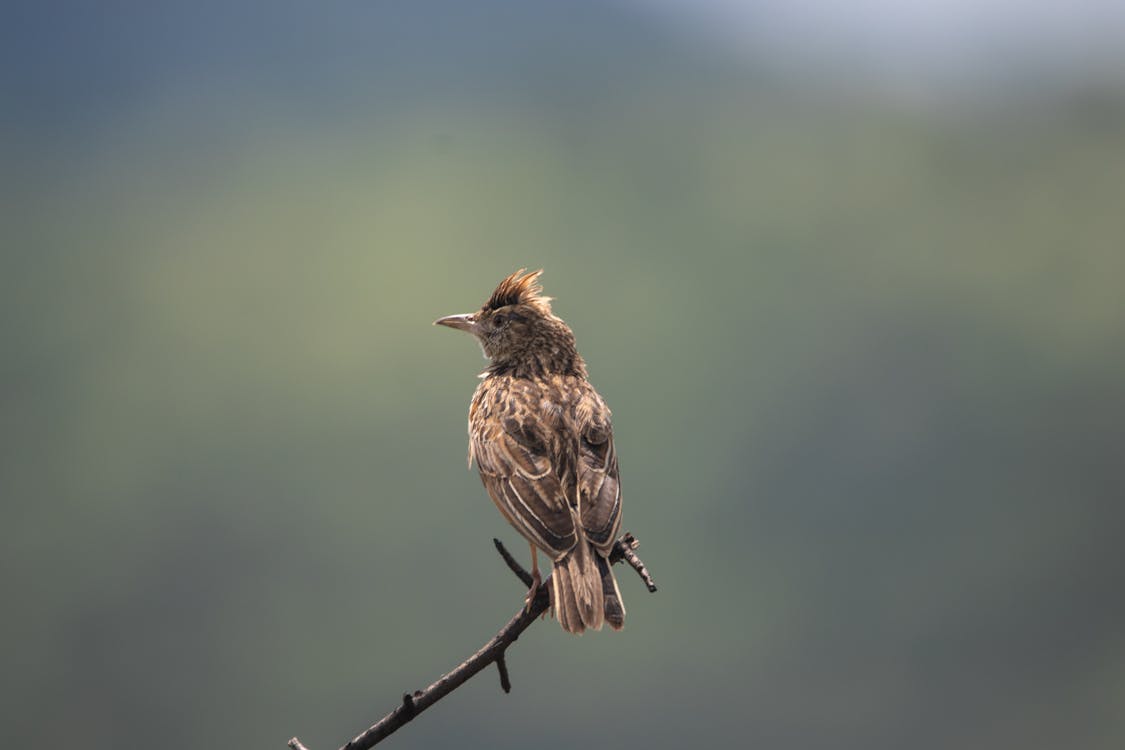 Free A Lark Perched on a Twig Stock Photo