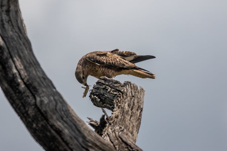 A Falcon Perched On Tree Branch Eating An Insect