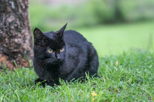 Black Cat on Green Grass