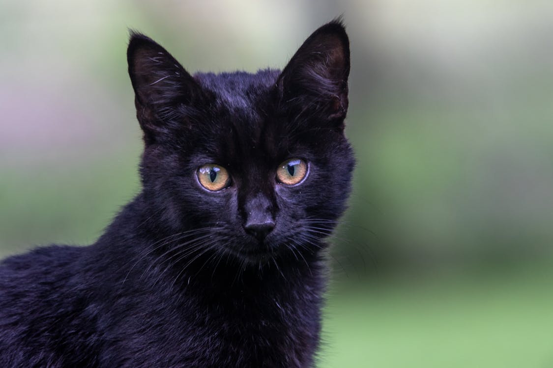 Close-Up Shot of a Black Cat · Free Stock Photo