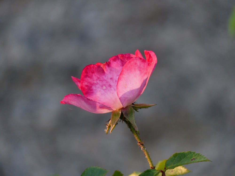бесплатная Лепестки красной розы Стоковое фото