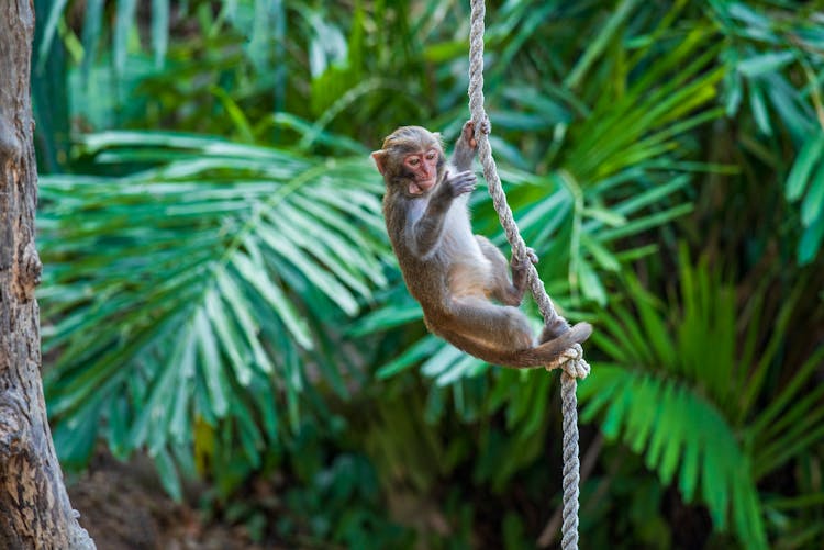A Monkey Hanging On A Rope