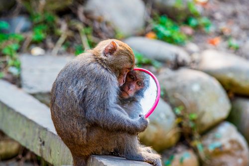 Free A macaque monkey holding a mirror outdoors, reflecting its curious expression. Stock Photo