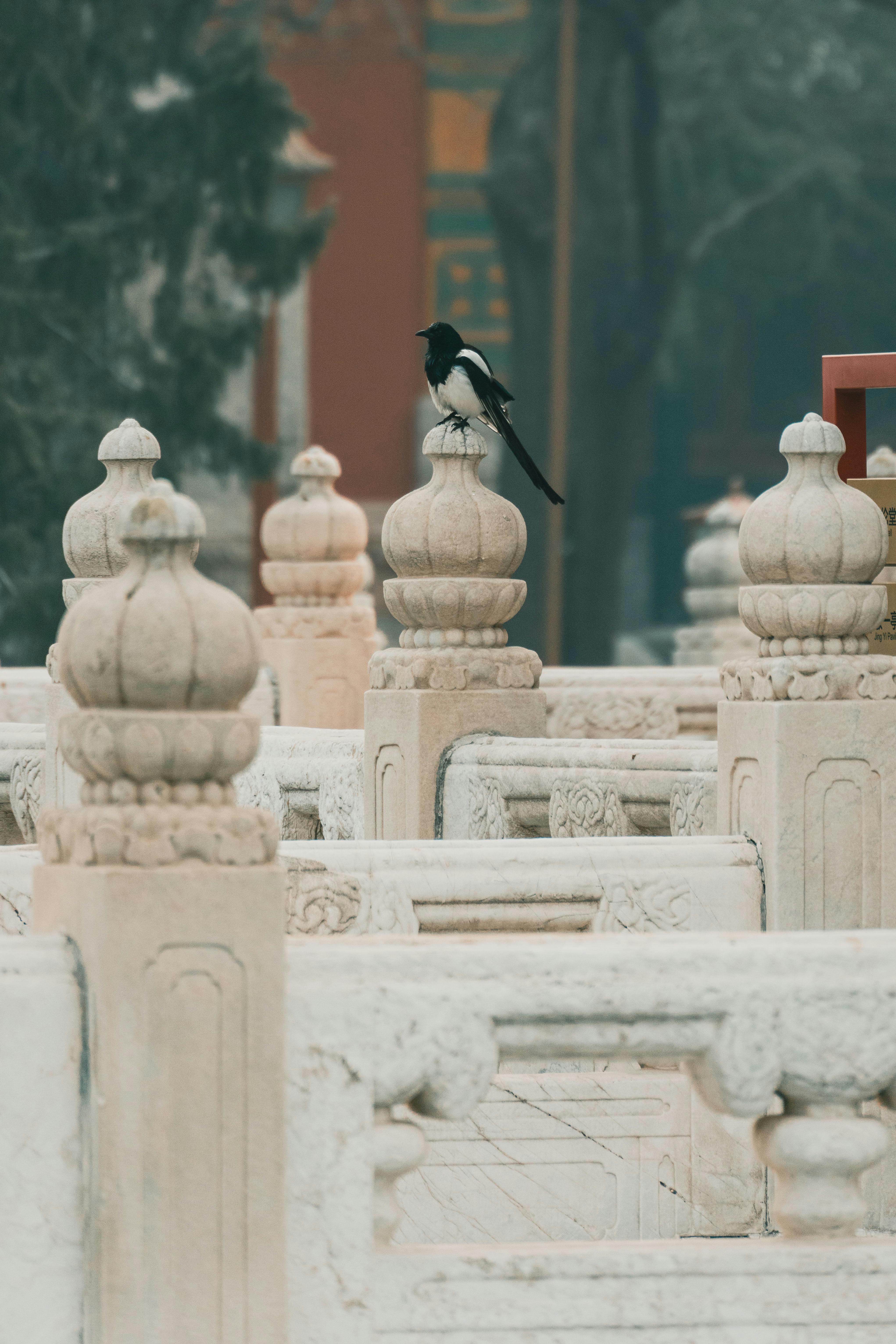 A black and white magpie perched on ornate stone carvings in a misty historical setting.