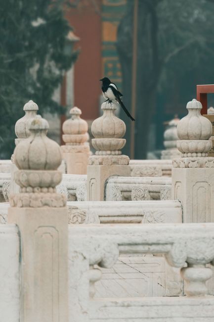 A black and white magpie perched on ornate stone carvings in a misty historical setting.