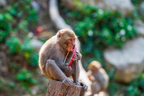 Selective Focus Photo of a Macaque Licking a Mirror